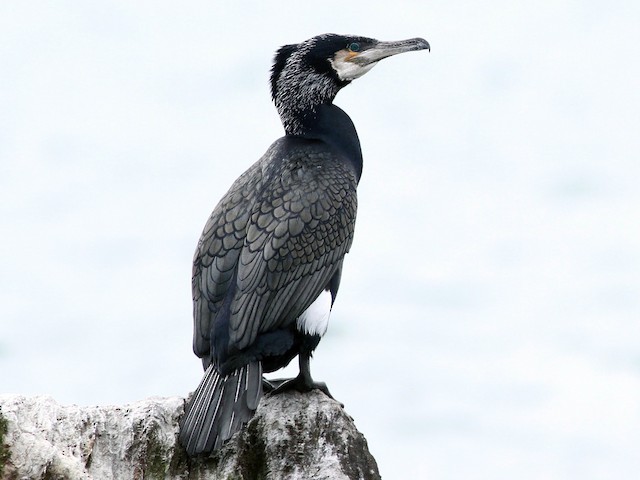Breeding adult (North Atlantic) - Great Cormorant - 
