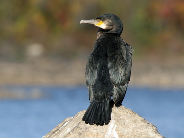 Juvenile (North Atlantic) - Great Cormorant - 