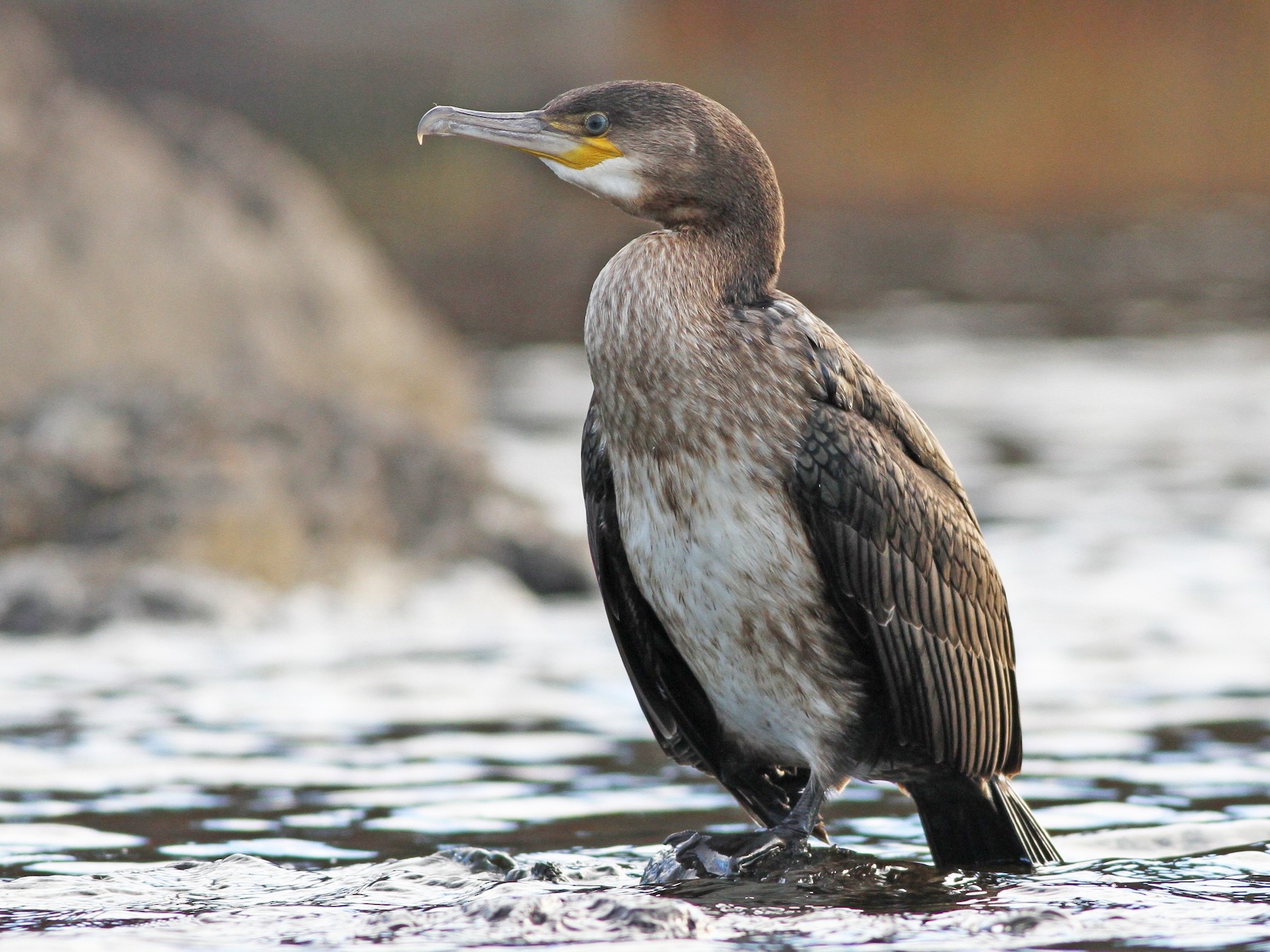 Great Cormorant - Evan Lipton