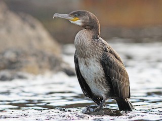  - Great Cormorant