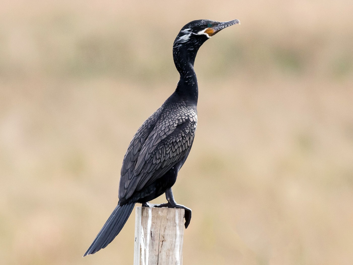 Neotropic Cormorant - eBird