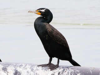 Double crested Cormorant eBird