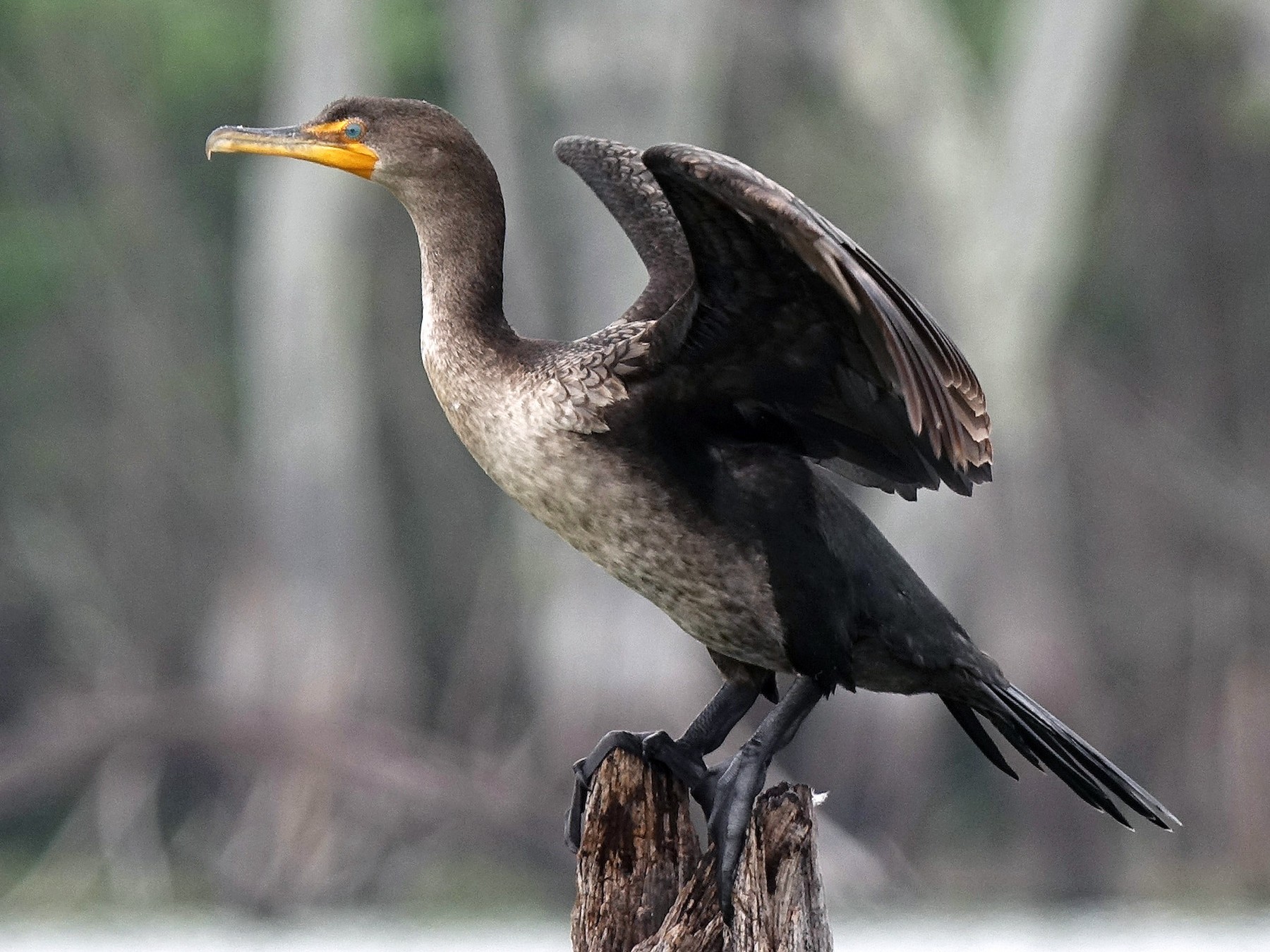 Double-crested Cormorant - Jane Mann