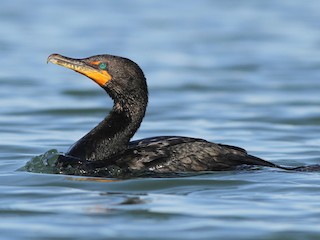 Nonbreeding adult - Evan Lipton - ML66027261