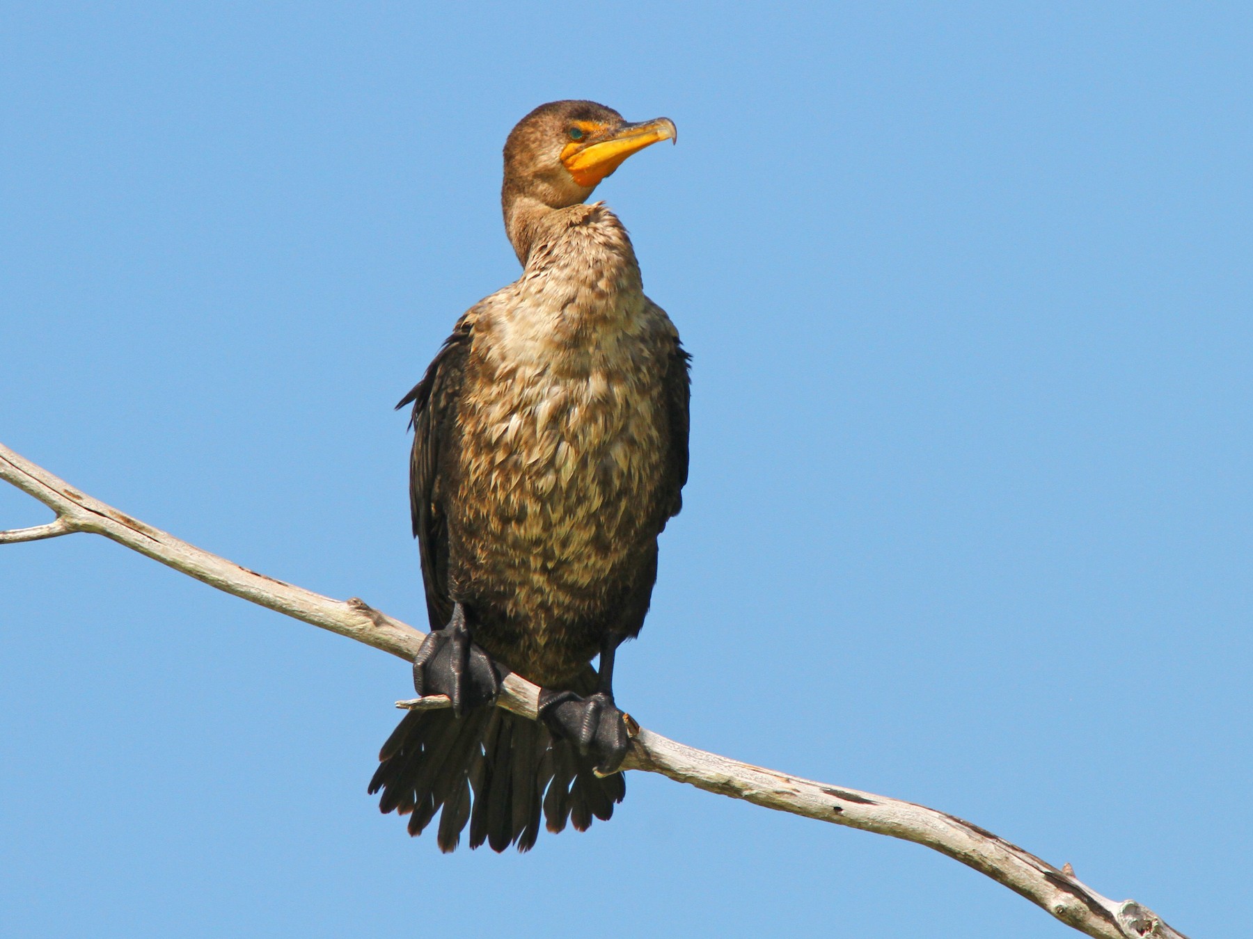 Double-crested Cormorant - Jason Duxbury