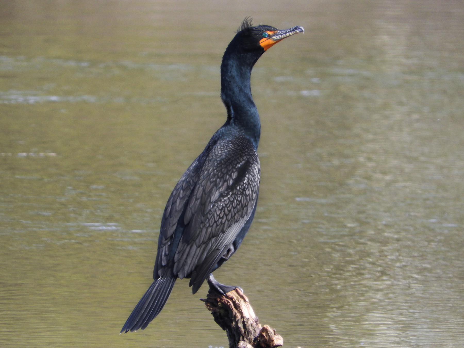 Double-crested Cormorant - Anonymous