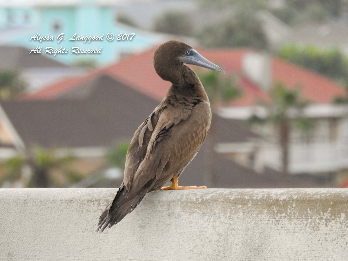 Brown Booby - ML66028411
