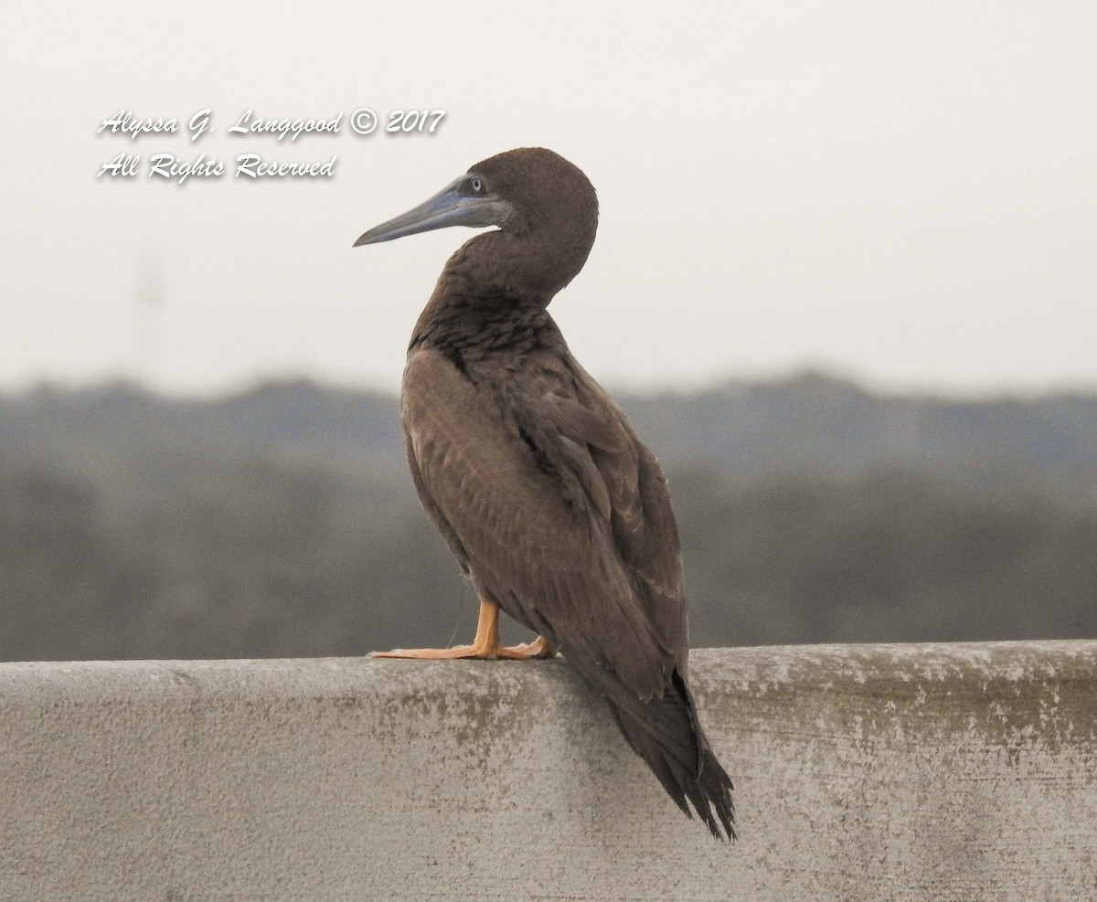 Brown Booby - ML66028431