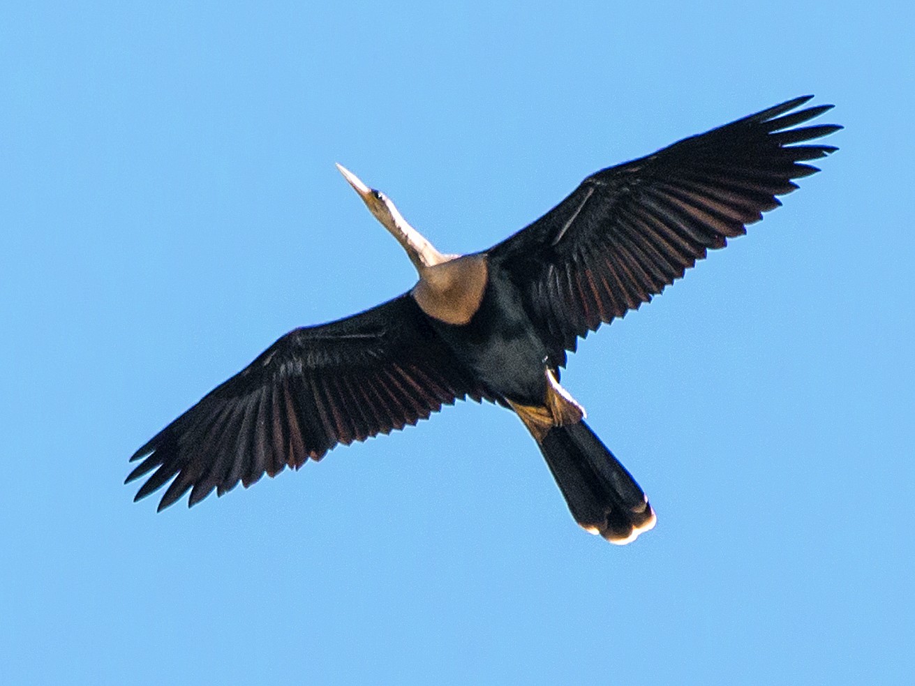 Aninga - eBird