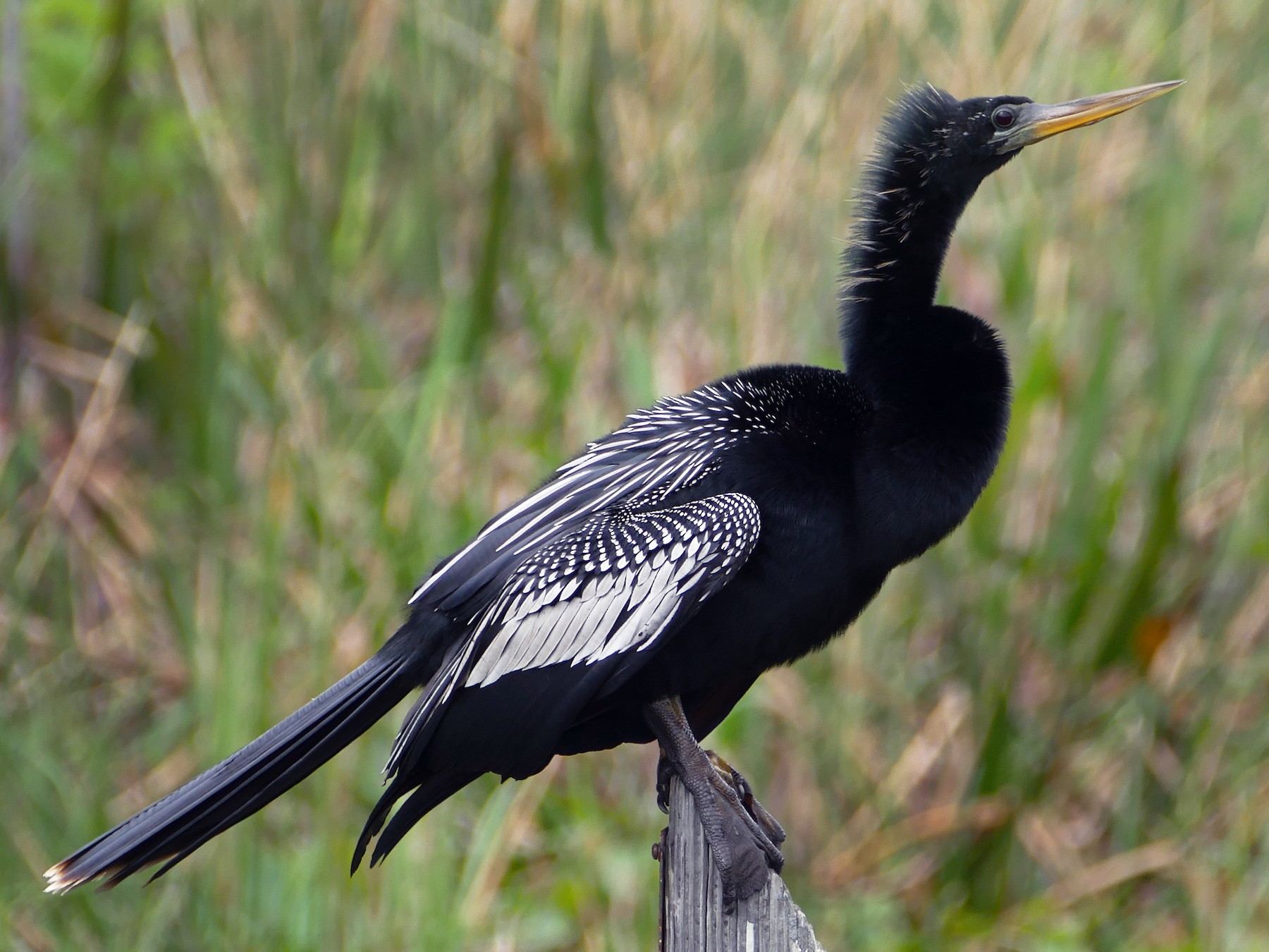 Anhinga - eBird