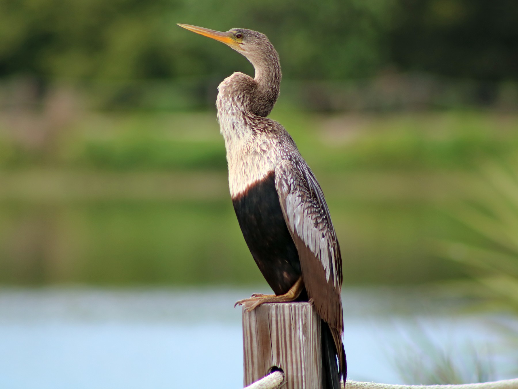 Anhinga - eBird