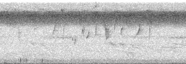 Светлобрюхая нектарница - ML66029
