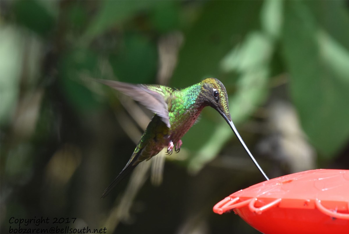Sword-billed Hummingbird - ML66029401