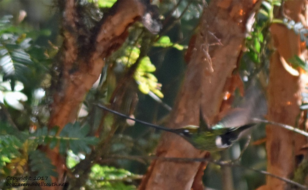 Sword-billed Hummingbird - ML66029411