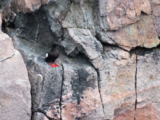  - Black Guillemot