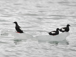  - Black Guillemot