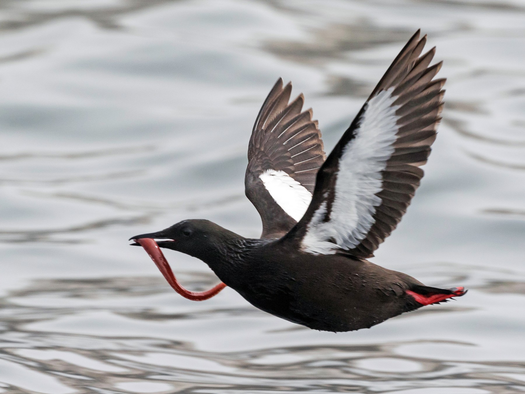 Black Guillemot - Louis Bevier