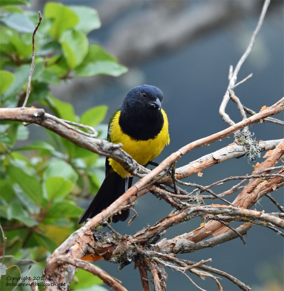 Black-chested Mountain Tanager - ML66029561