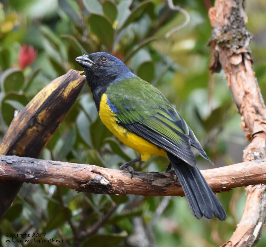 Black-chested Mountain Tanager - ML66029581