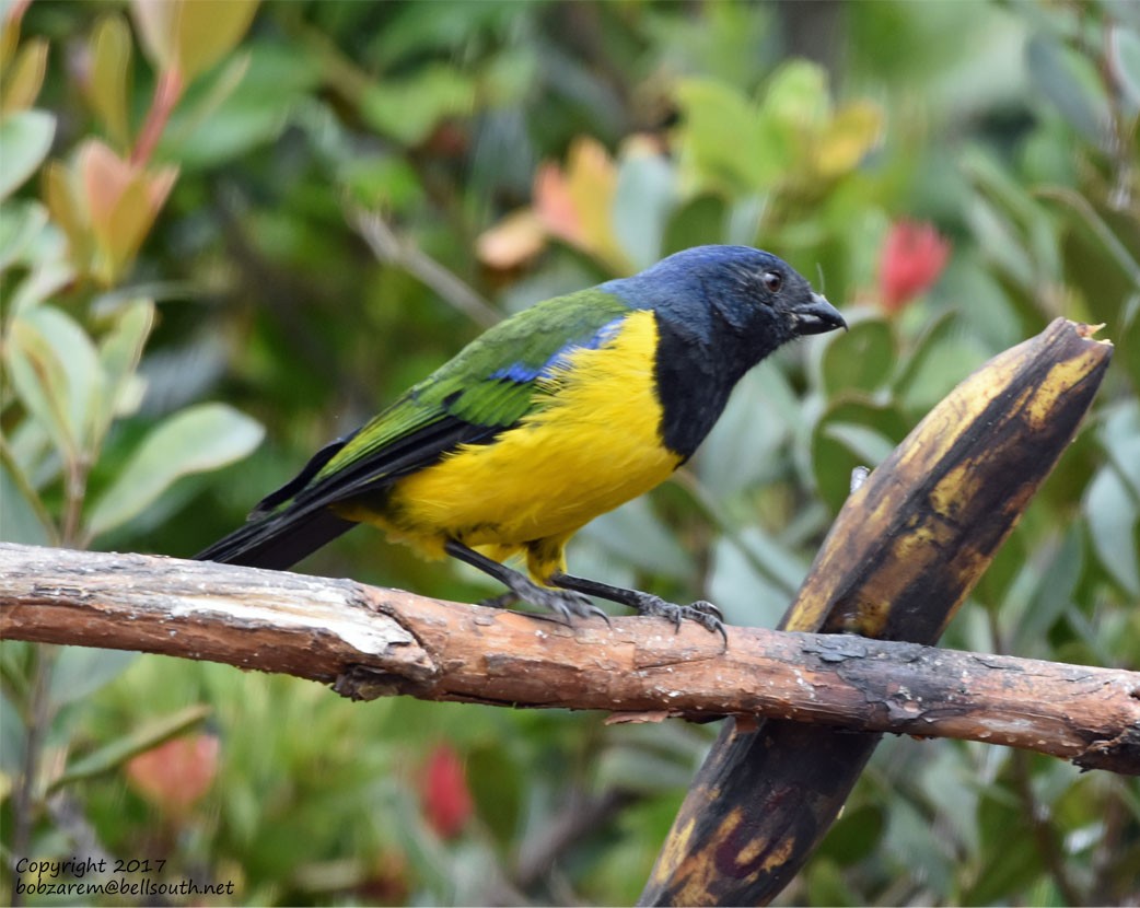 Black-chested Mountain Tanager - ML66029591