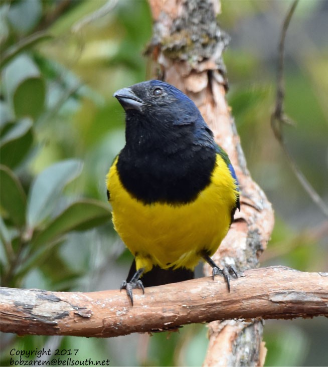 Black-chested Mountain Tanager - ML66029601