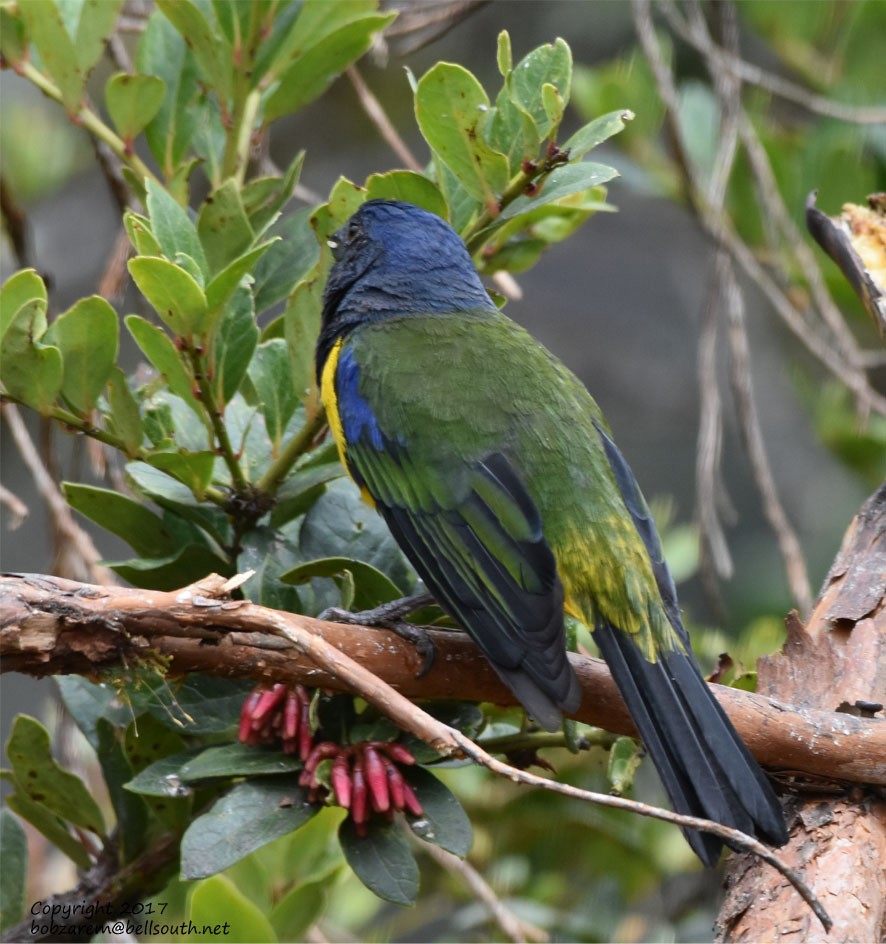 Black-chested Mountain Tanager - ML66029611