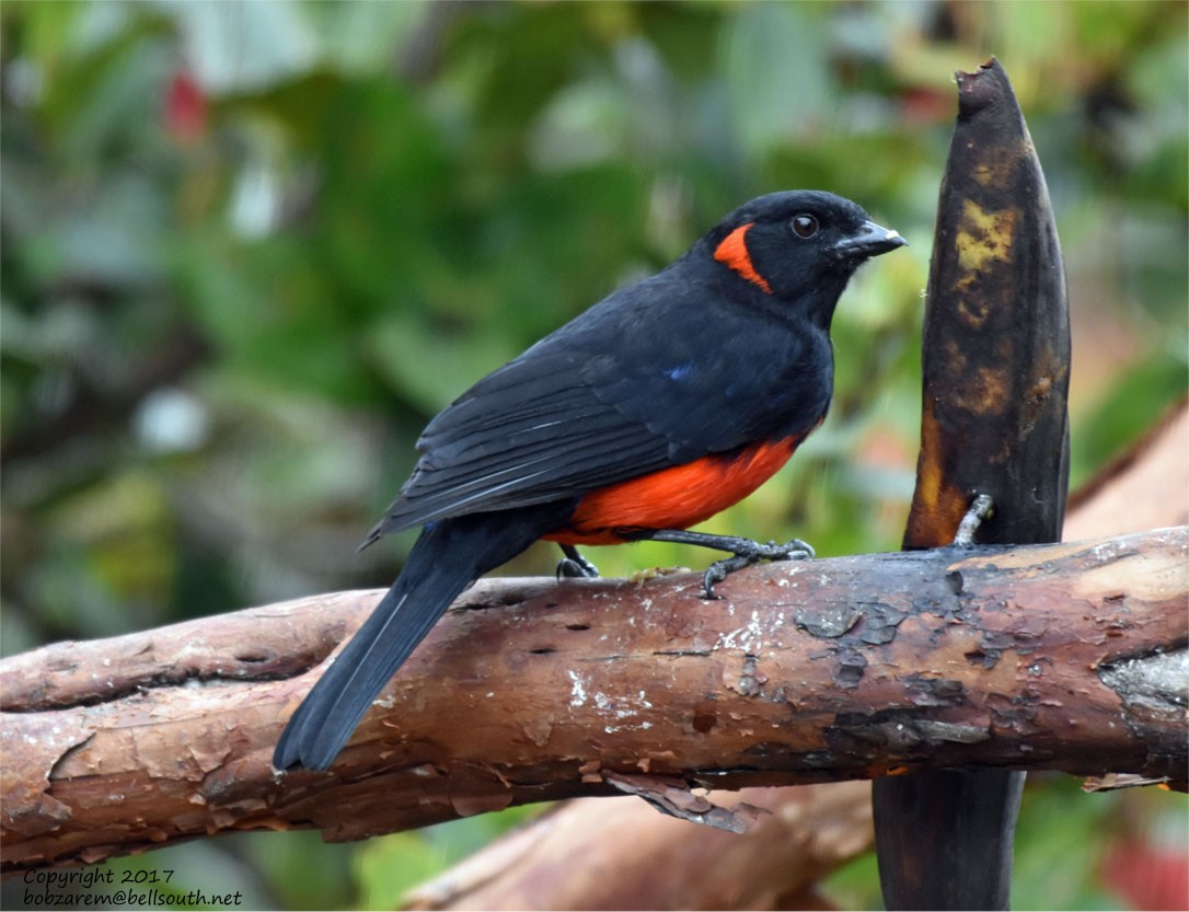 Scarlet-bellied Mountain Tanager - ML66029621