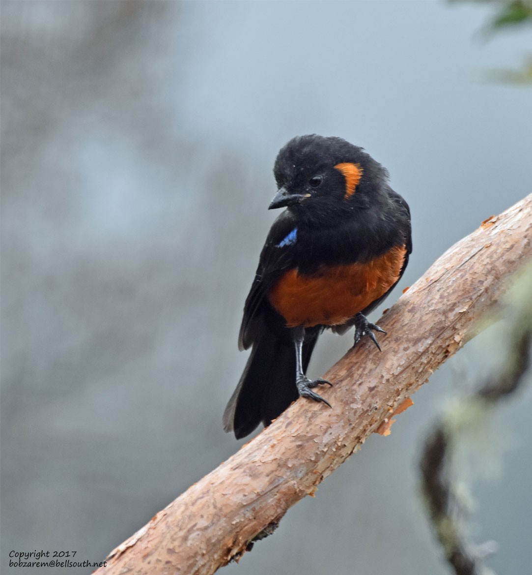 Scarlet-bellied Mountain Tanager - ML66029631