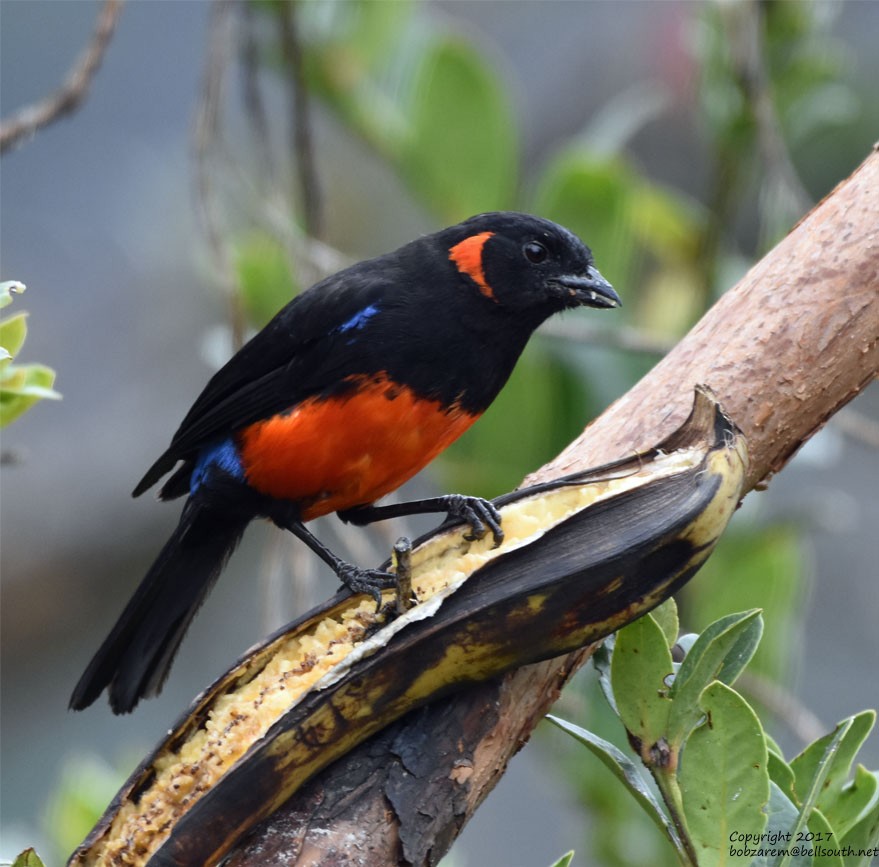 Scarlet-bellied Mountain Tanager - ML66029651
