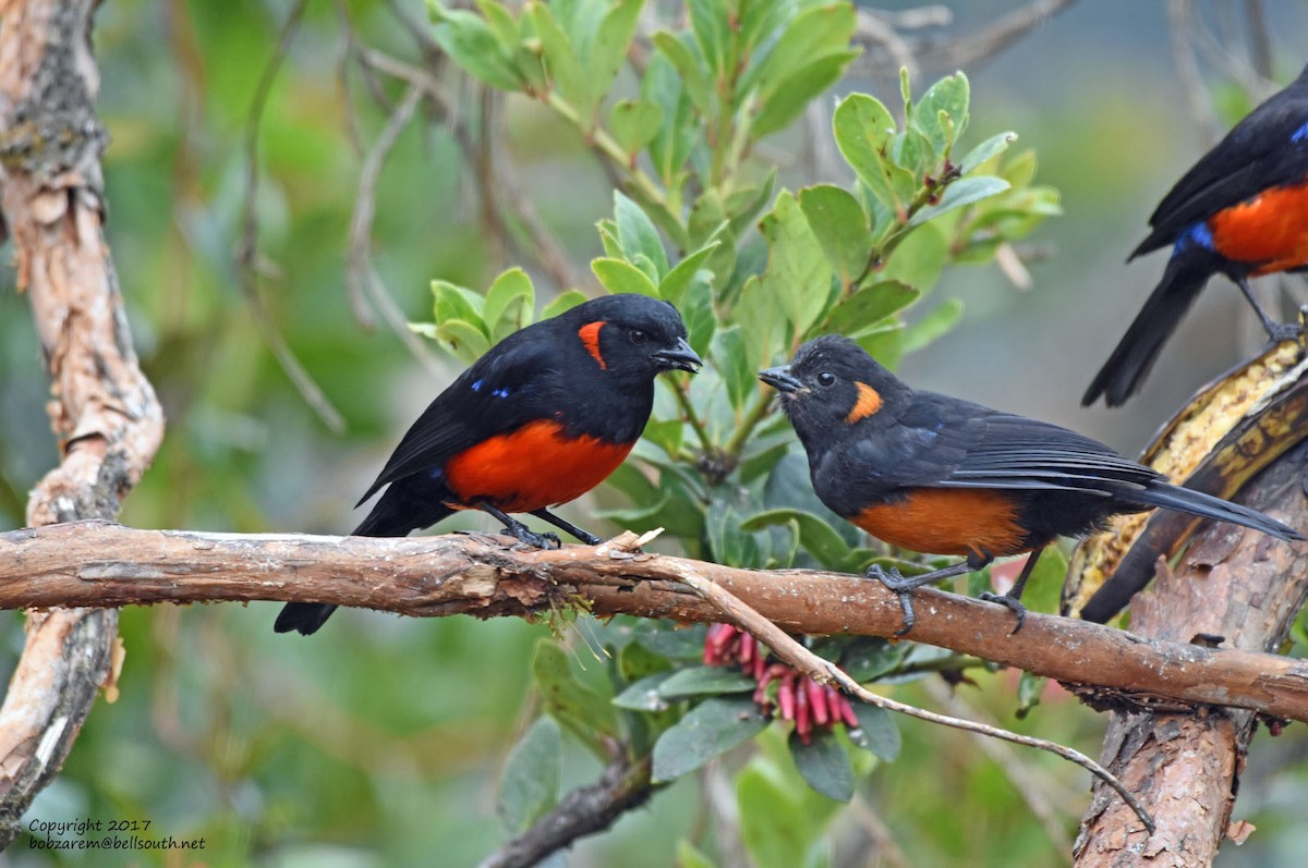 Scarlet-bellied Mountain Tanager - ML66029671