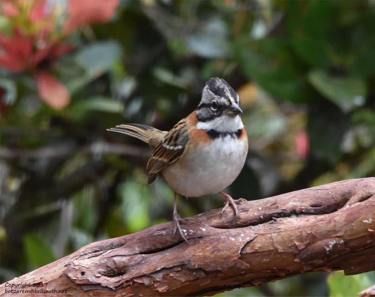 Rufous-collared Sparrow - ML66029751