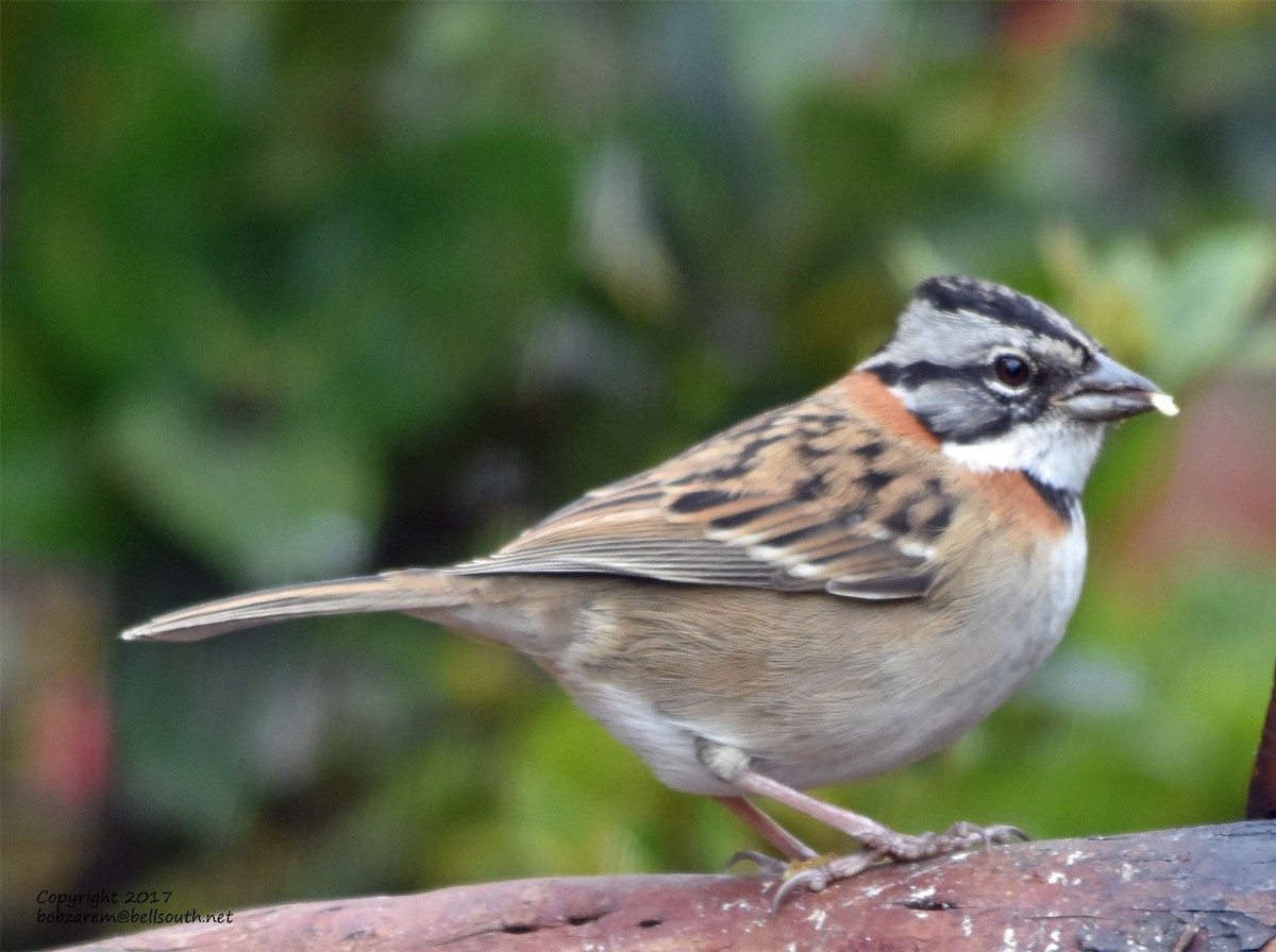 Rufous-collared Sparrow - ML66029761