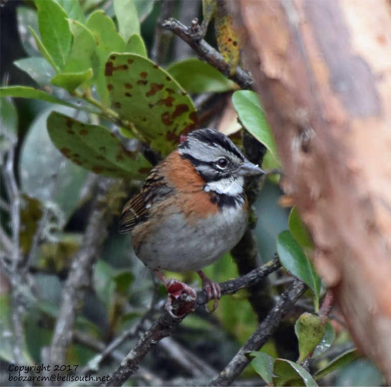Rufous-collared Sparrow - ML66029771
