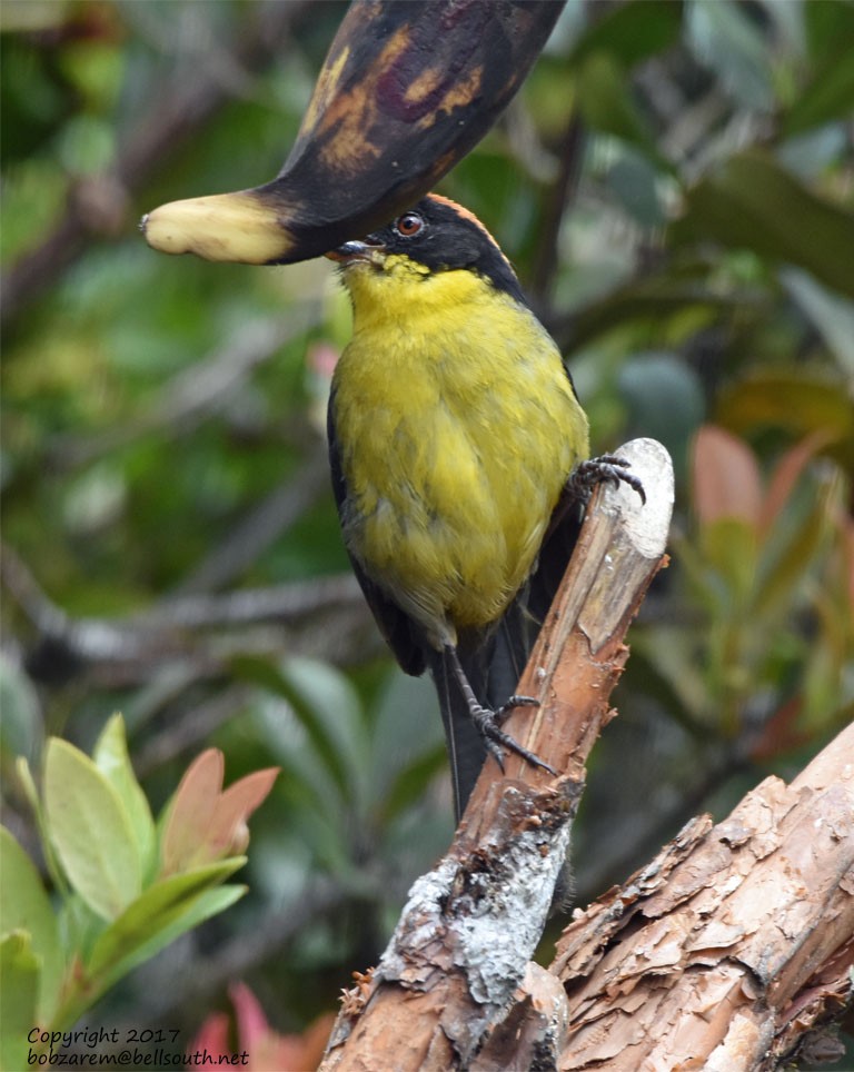 Yellow-breasted Brushfinch (Yellow-breasted) - Bob Zaremba