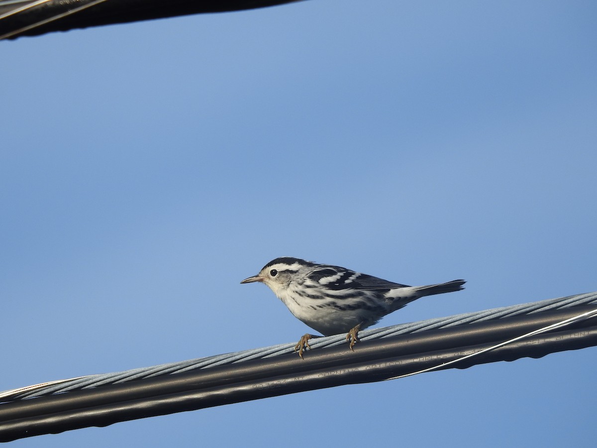 Black-and-white Warbler - ML66029971