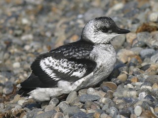  - Pigeon Guillemot