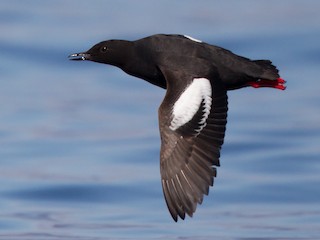  - Pigeon Guillemot