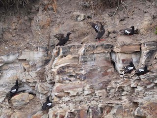  - Pigeon Guillemot