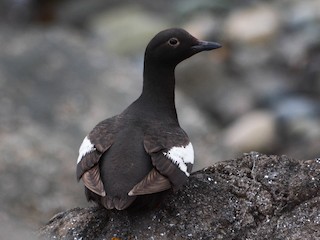  - Pigeon Guillemot