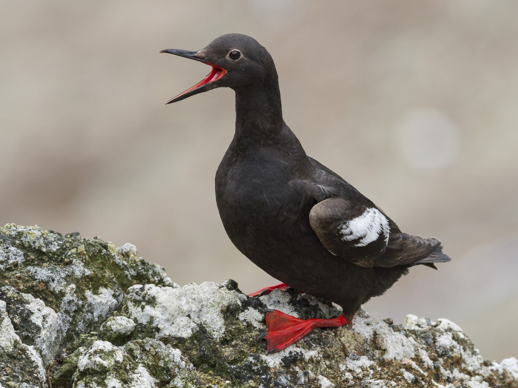 Pigeon Guillemot - eBird