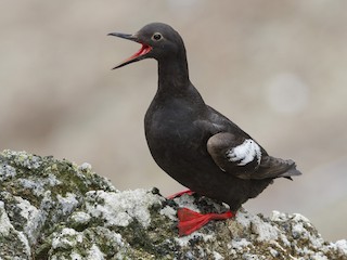  - Pigeon Guillemot