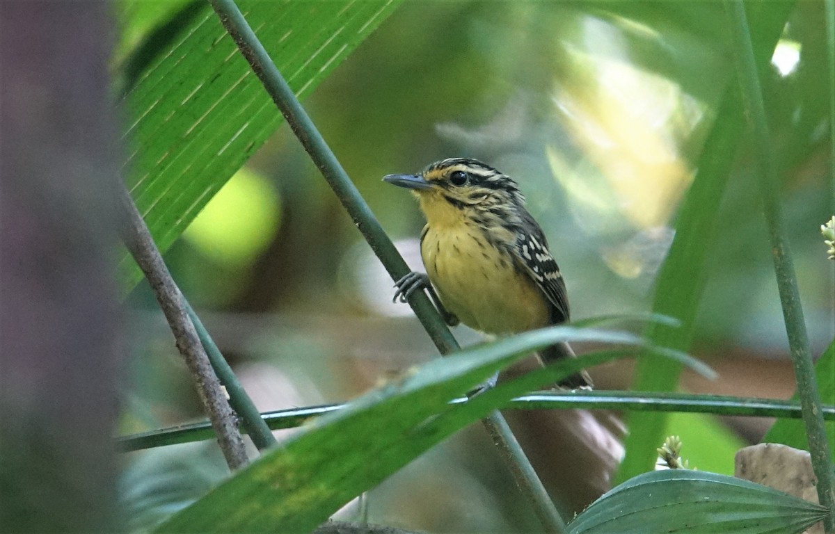Yellow-browed Antbird - ML66032131