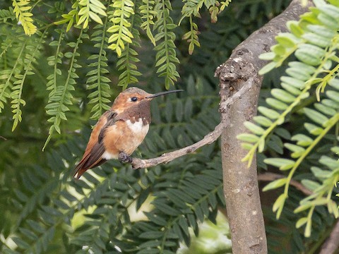 Allen's Hummingbird - James Kendall