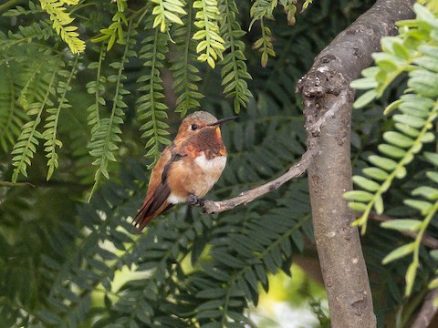 Allen's Hummingbird - James Kendall