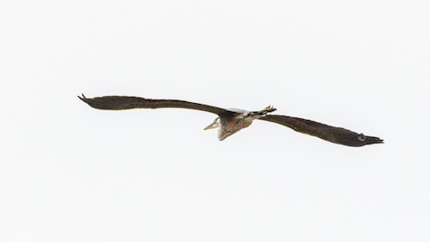 Great Blue Heron - James Kendall