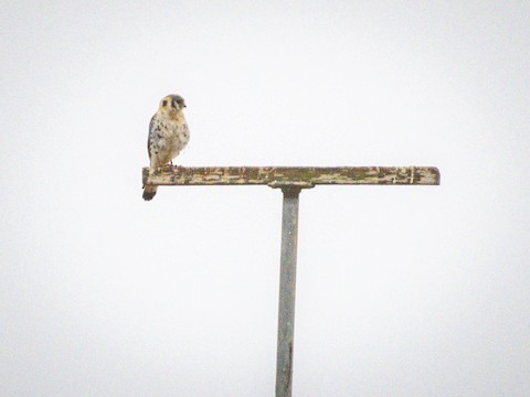 American Kestrel - James Kendall