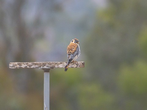 American Kestrel - James Kendall