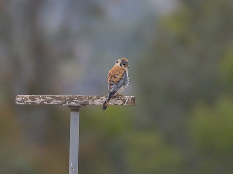 American Kestrel - James Kendall