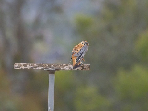 American Kestrel - James Kendall