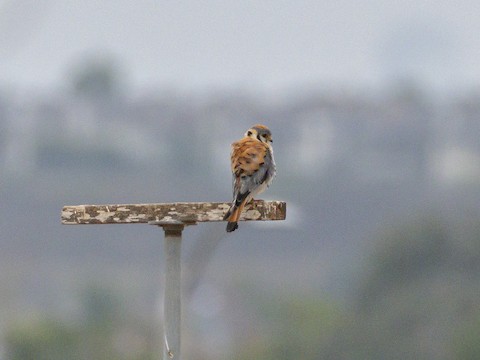 American Kestrel - James Kendall